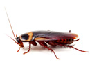 Cockroaches Cause Allergy & Asthma Symptoms
